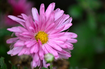 Obraz premium Natural flower detail