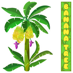 Banana tree. Isolated on white background. 3d isometric view. Vector illustration.