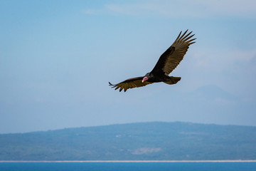 Turkey Vulture Flying Near Punta Mita Mexico