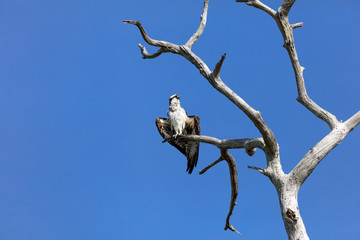 Fototapeta na wymiar Osprey (Pandion haliaetus) on an old tree, sunbathing, Honeymoon Island, Florida, USA