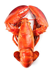 Red lobster isolated on white background