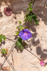 Morning glory vine on a sunny morning