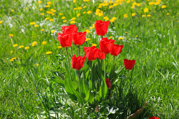 Tulips growing in the grass