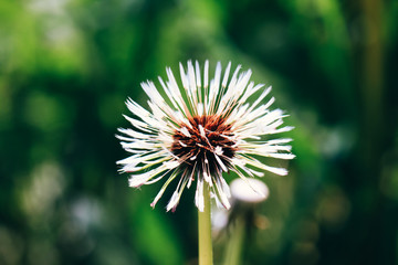 Wet dandelion on a green background