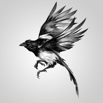 isolated painted realistic sketch magpie in flight