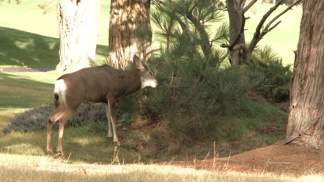 Big buck deer rubbing horns in shrub during early fall season.