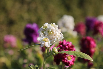 ストックの花