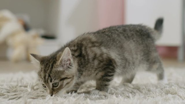 Cute Black Striped Kitten Sniffs Rug and Walks About. Shot on RED EPIC-W 8K Helium Cinema Camera.