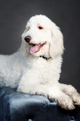 white poodle mix dog posing in studio