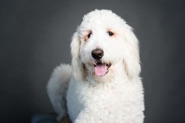 white poodle mix dog with tongue showing