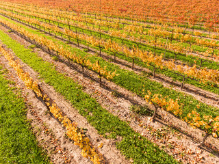 vineyard in fall colors, Santa Ynez Valley, California