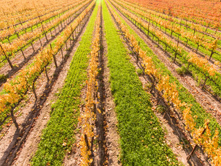vineyard in fall colors, Santa Ynez Valley, California
