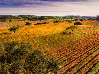vineyard in fall colors, Santa Ynez Valley, California