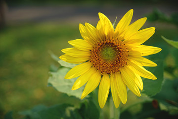 Sun flower Close up 