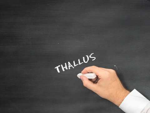 Thallus