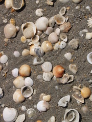 Sea Shells Many