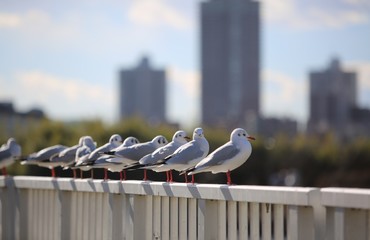 多摩川の風景、カゴメ