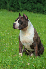 Beautiful American Staffordshire Terrier dog.