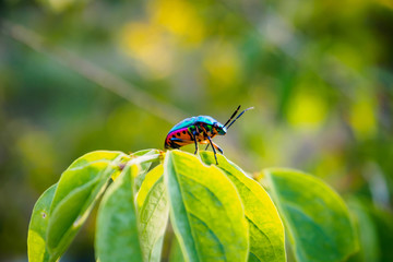 Jewel Bug in the nature