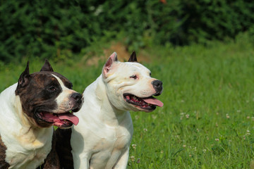 Two beautiful American Staffordshire Terrier