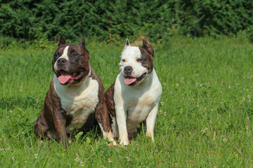 Two beautiful American Staffordshire Terrier