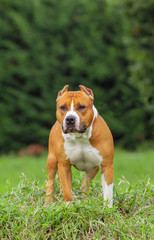 Beautiful American Staffordshire Terrier dog.