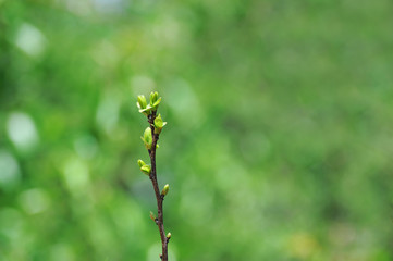 spring bud on tree twig