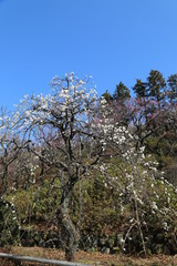 梅園の風景