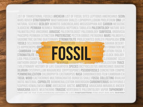 Fossil