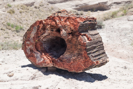 This is a large piece of petrified wood, which exhibits the typical reddish color and rough texture.