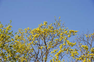 tree branch sprout in spring
