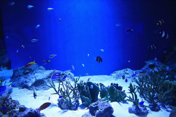 水族館、水槽