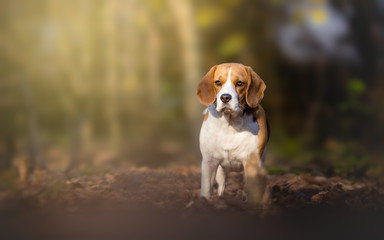Beagle dog in the forest