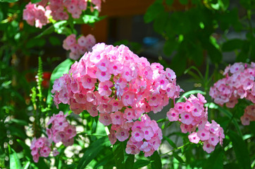 Beautiful phlox flower