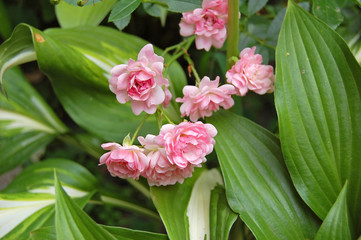 Beautiful rose flower