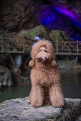 The lovely Brown poodles