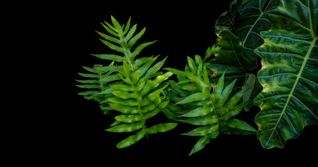 Fototapeta na wymiar Green leaves of wart or maile-scented fern and alocacia (elephant's ear) , the tropical forest plants growing in wild on black background.