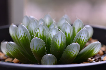 succulent plant