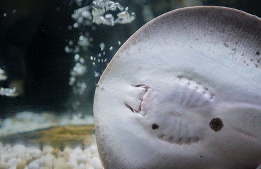 Obraz premium closed up of mouth Stingrays fish
