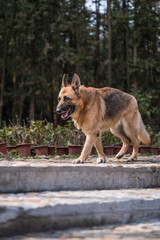 The German shepherd dog on walk