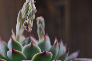 succulent plants