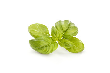 Basil on white