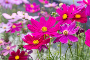 pink cosmos flower blooming in the field