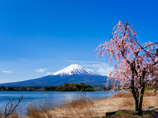 Naklejka premium Mt.Fuji and blue sky at Kawaguchi-lake ,Japan