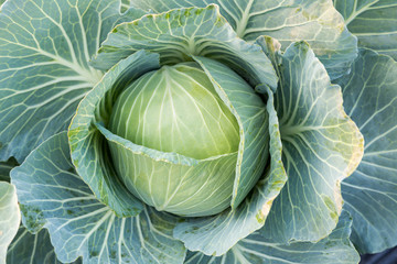 Fototapeta premium close up of fresh cabbage in the field