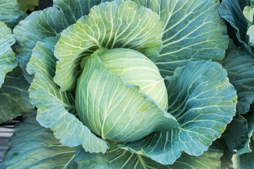 Obraz premium close up of fresh cabbage in the field