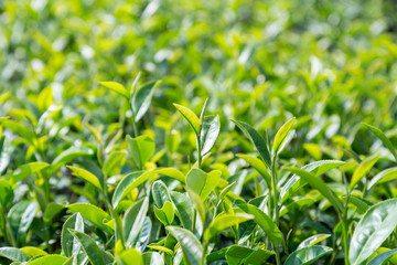 Fototapeta na wymiar green tea leave in field, close up