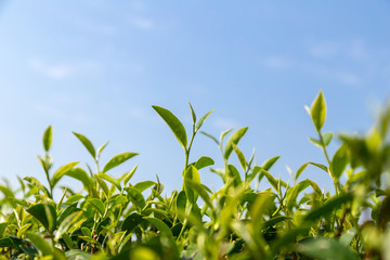 green tea leave in field under blue sky