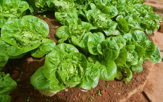 Lettuce on the ground