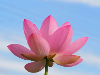 青空と大賀ハスの花